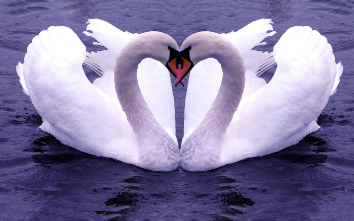 swan feelgrafix com